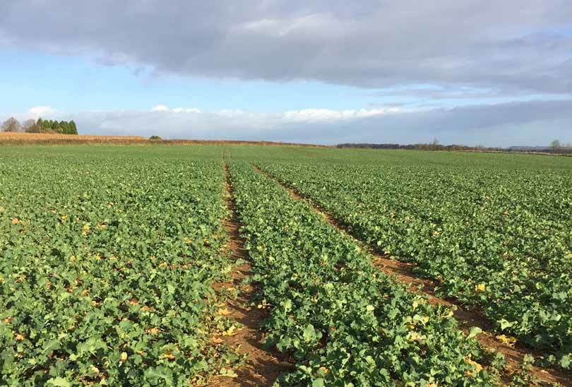 Crop Walking with Andy Fussell