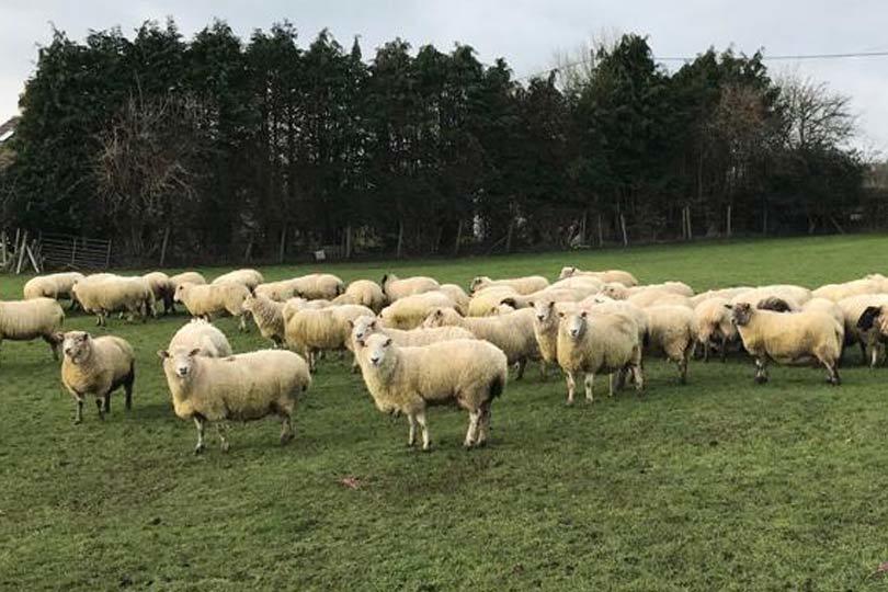Diary of a Sheep Farmer - Tom Wheeler - Part Two